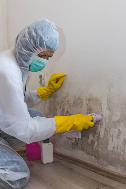 Trusted Colonia, NJ Mold Removal Experts